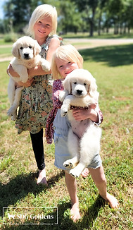 Two daughters of SDG Goldens lovingly holding English Cream Golden Retriever puppies, highlighting early socialization and a nurturing family environment.