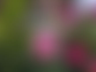 早朝Walkingのコースで・・・🌹🌹🌹