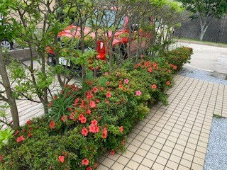 サツキが咲きました🌺🌺🌺