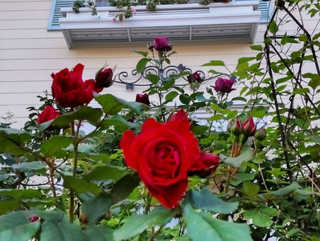 儚い一瞬の美しさ🌹🌹🌹