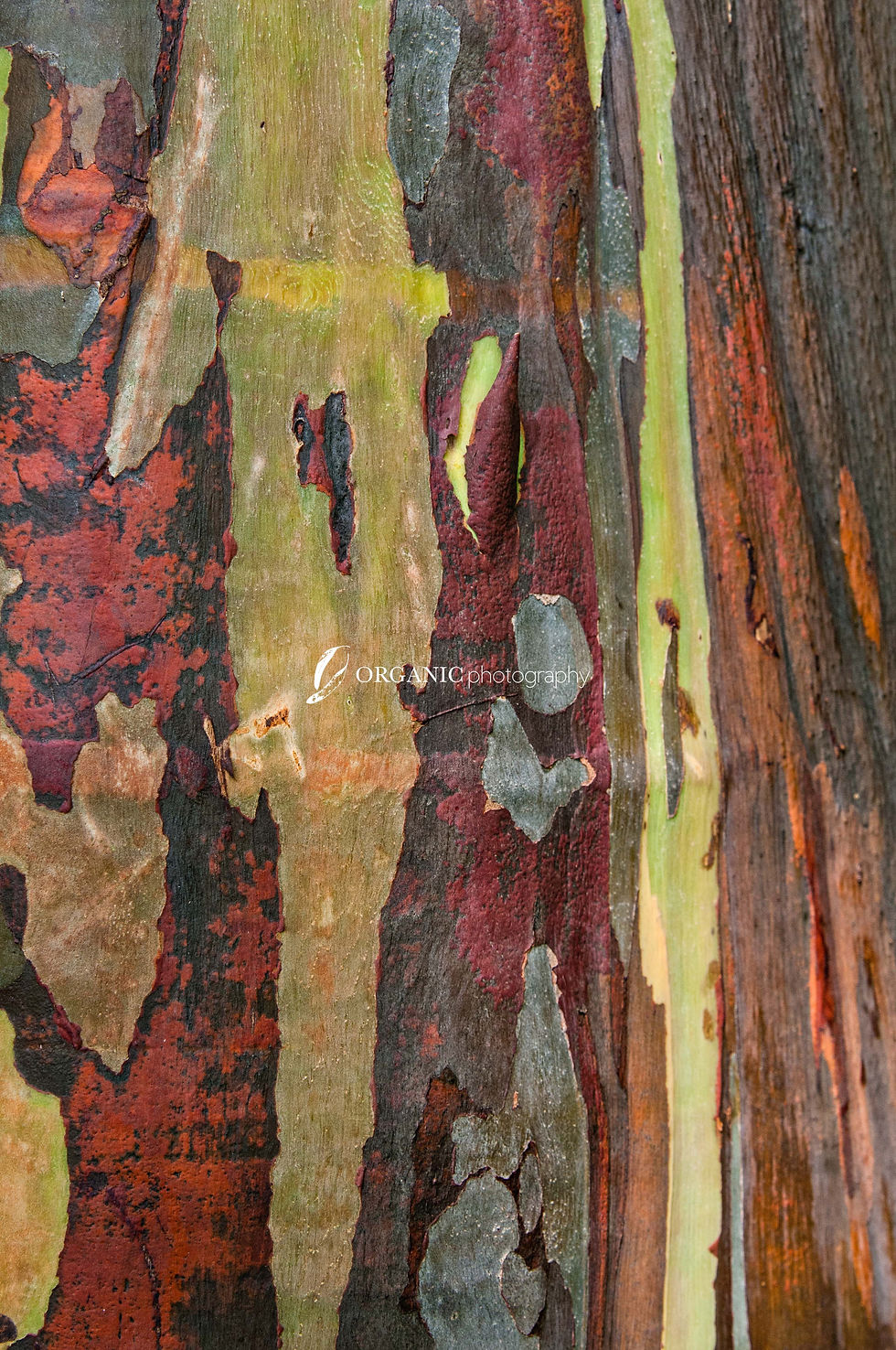 Rainbow Eucalyptus