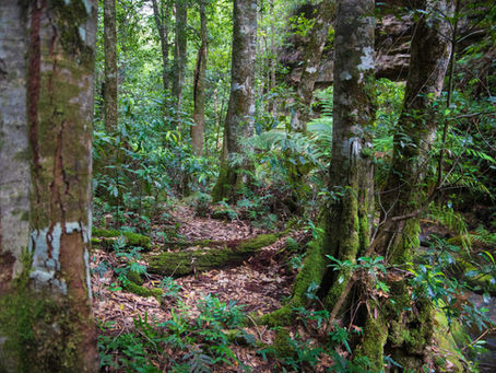 The Art of Forest Bathing : Unveiling the Essence of Shinrin-yoku