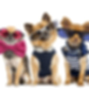 Three dogs
