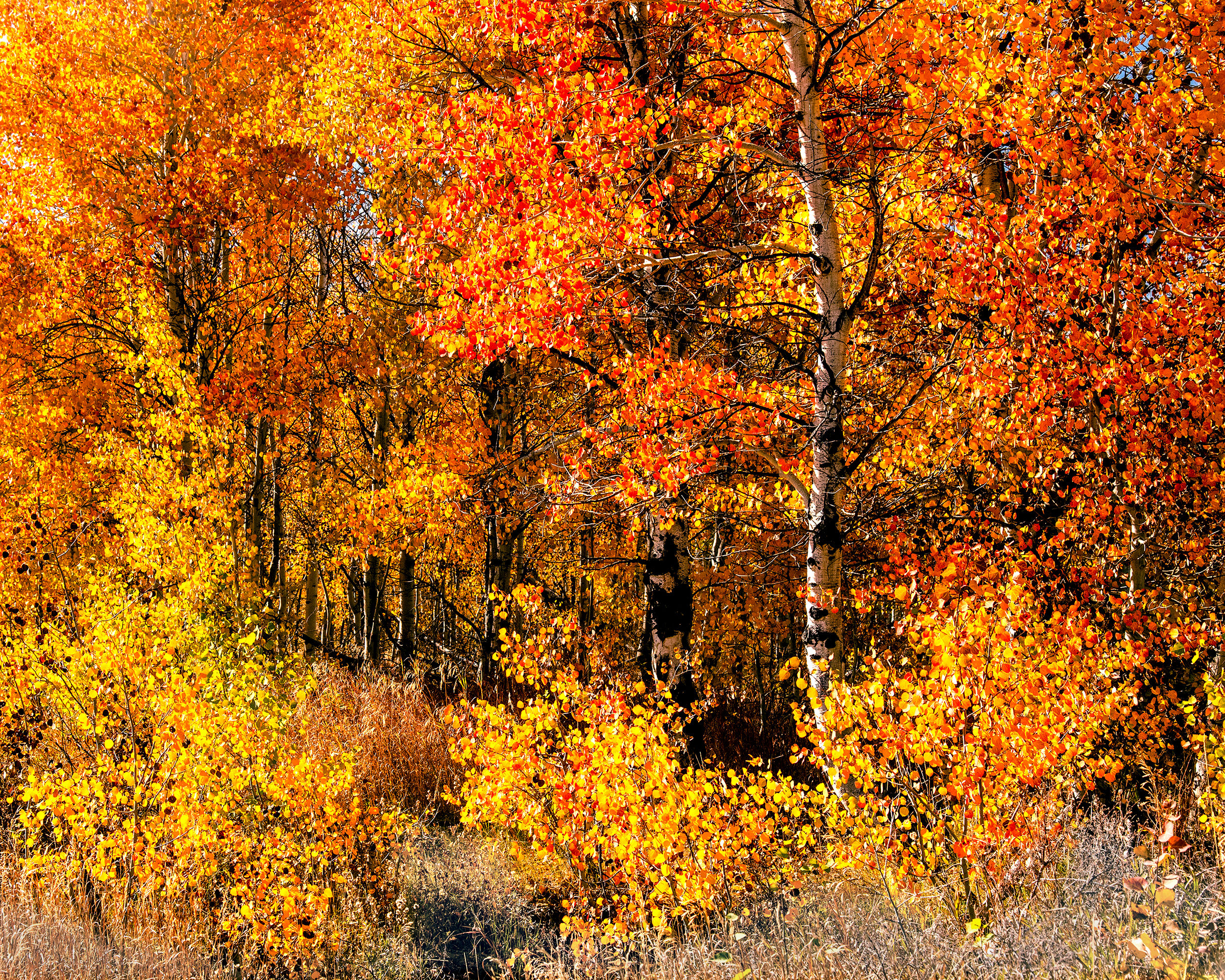 Autumn forest splendor