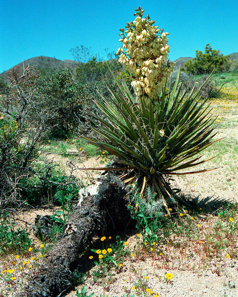 Yucca in flower photo