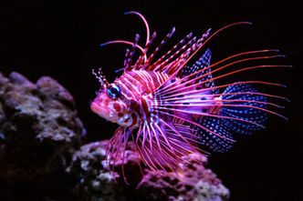 Lionfish photo
