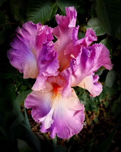 Photograph of iris flower