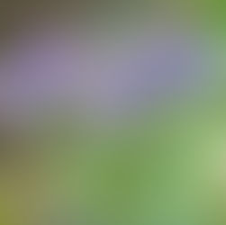 Huile de Bourrache, d'onagre et argent Colloïdal : Les alliés naturels pour une cicatrisation postop