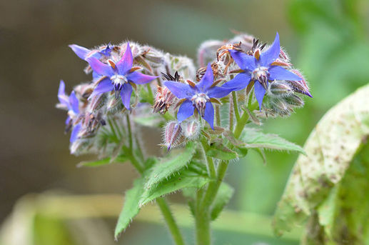 Huile de Bourrache, d'onagre et argent Colloïdal : Les alliés naturels pour une cicatrisation postop