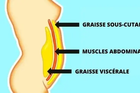 Dévoiler les Secrets pour Éliminer la Graisse Viscérale : Un Guide Complet !