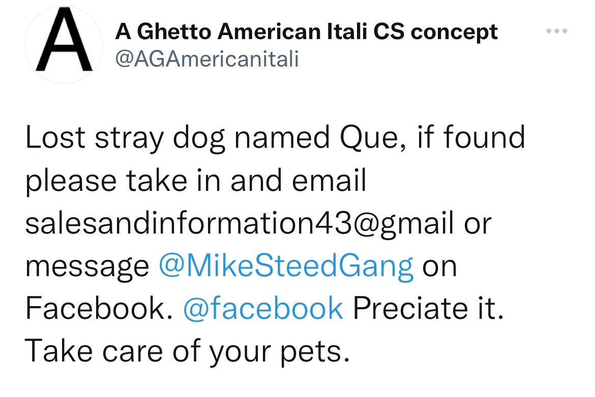 Lost Stray German Dachund 