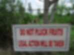hunting for mangoes