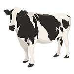 illustration cow3.webp