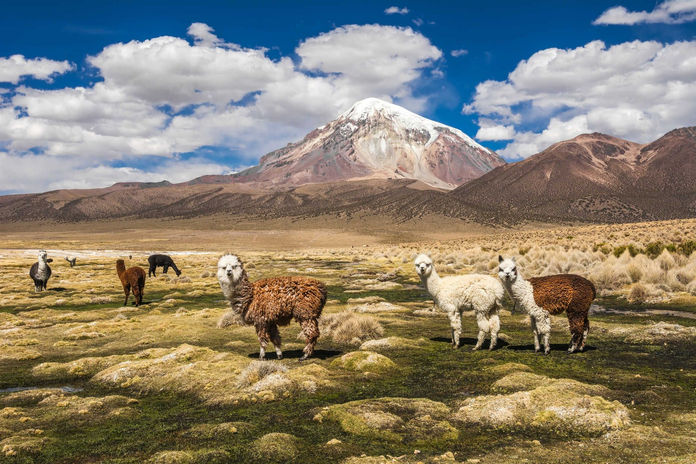 volcano-sajama-bolivia-shutterstock_637671985_c170579f36.jpeg