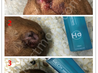 Bernanah di bahagian pantat anjing