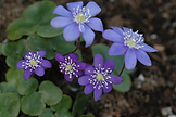 Ward hec flower.png