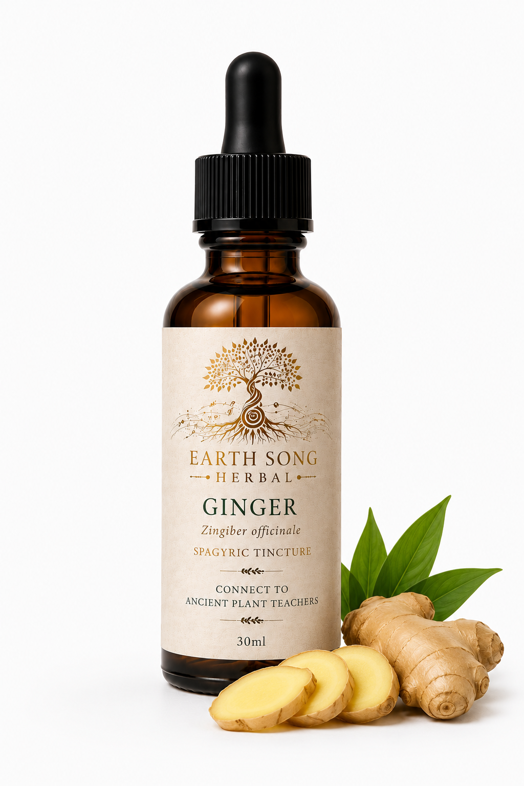 Ginger (Zingiber officinale) Spagyric Tincture