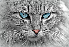 cat site.jpg