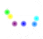 Des points de couleurs sur un chat.