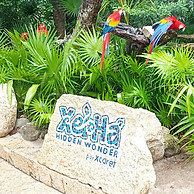 a group of colorful parrots sitting on top of a rock_edited.jpg