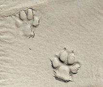 Tracking Curiosity: From Facebook Feeds to Forest Floors