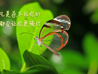 凡是杀不死你的,都会让你更强壮!