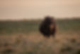 A0D5718F-BC36-45B3-A99B-788A50B3EFDF.jpeg