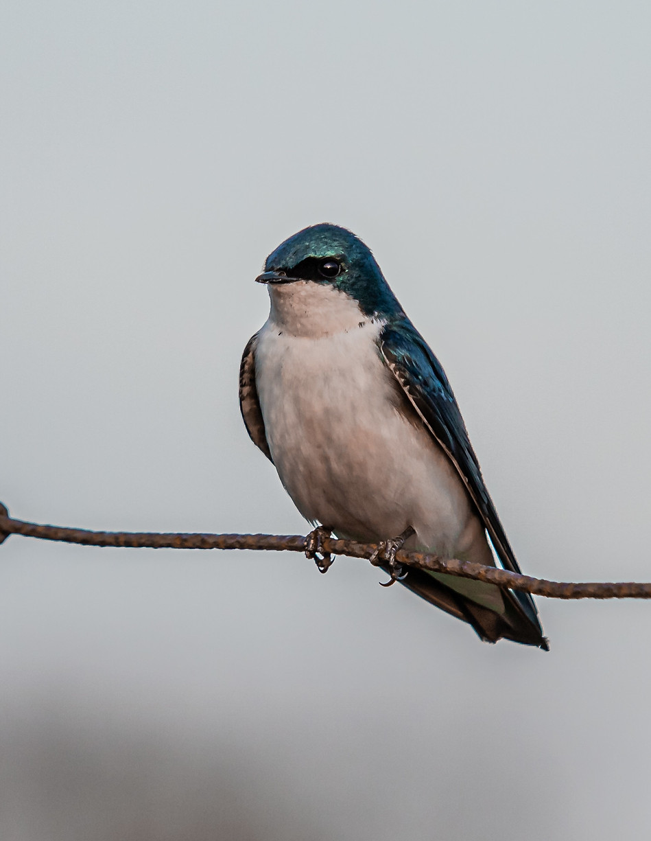 vertical-shot-small-blue-white-bird-metal-fence.jpg