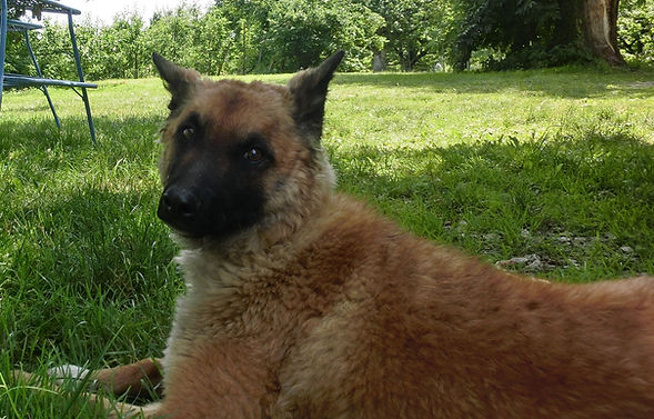 Kuhhund Junghund