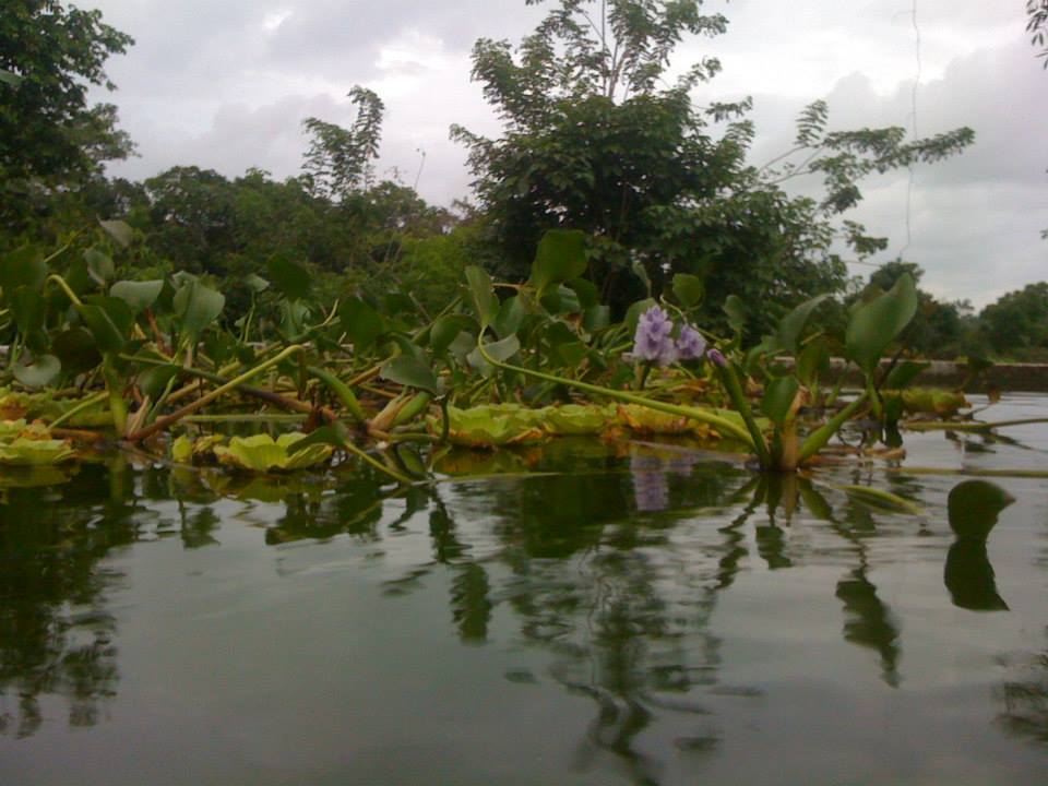 Tilapia Pond