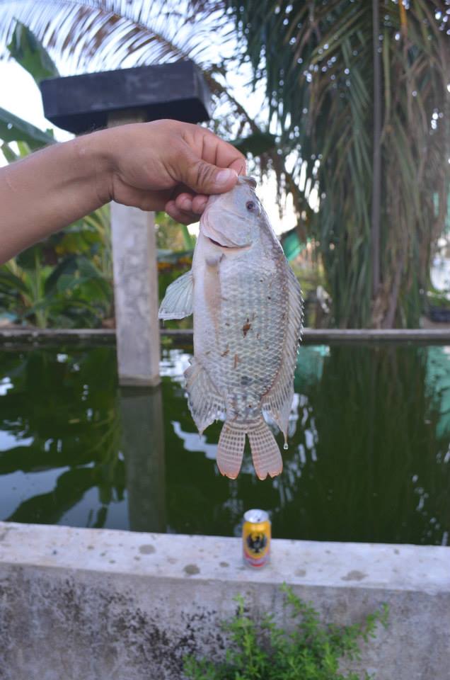 Tilapia from the pond