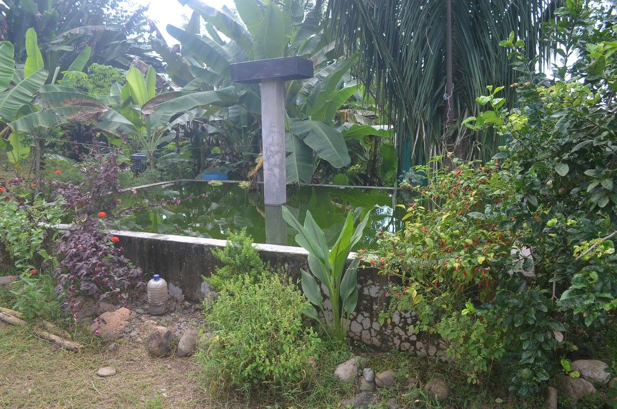 Tilapia Pond