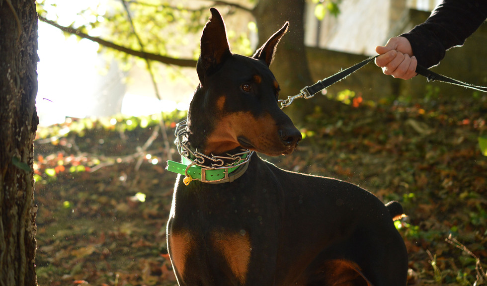 Cross Lanes Veterinary Hospital Veterinarian Cross Lanes, WV