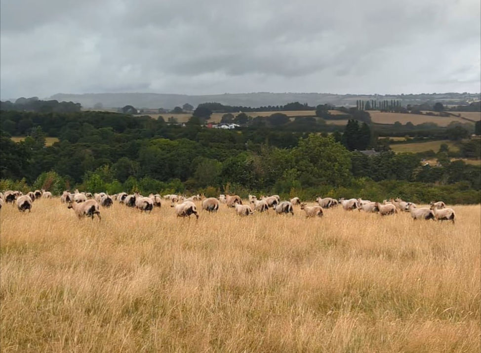 Counting Every Blade: Grass growth, Livestock and Drought