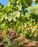 Vineyard Update: The Vines Are Finally Fruiting!