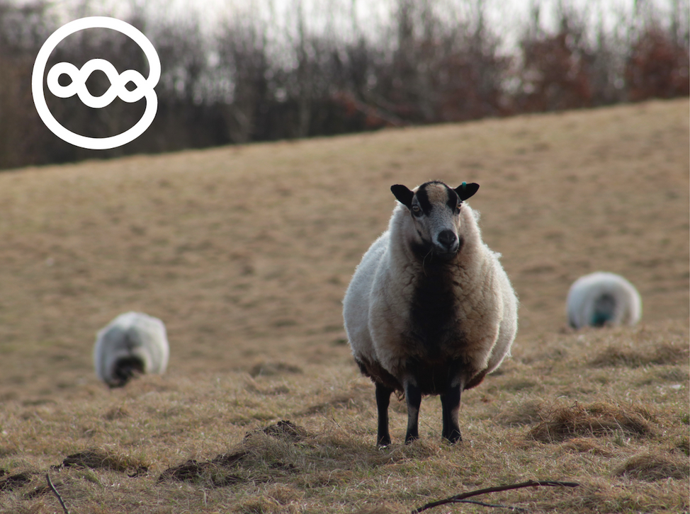 Wales Permaculture Festival 2024