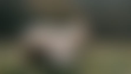 Is veganism becoming counter productive to the environmental movement?