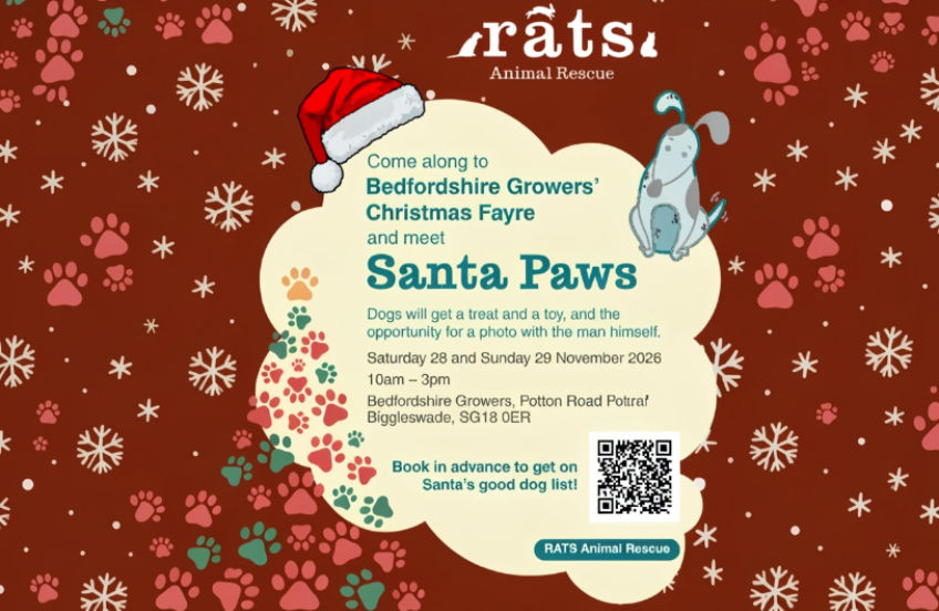Santa Paws