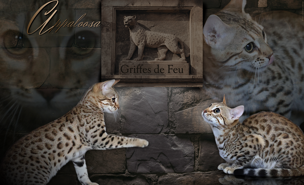 okappaloosa.png