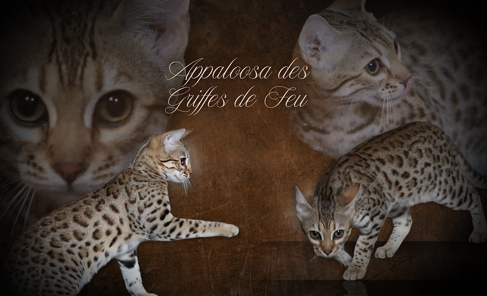 apaloosa.png
