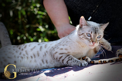 Elevage des Griffes de Feu , chats Bengal et chatons Bengal disponibles toute l'année depuis plus de 20 ans , expérience et s