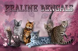 Carte Visite 1 copie