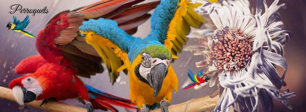 BANNIERE PERROQUET 2.jpeg