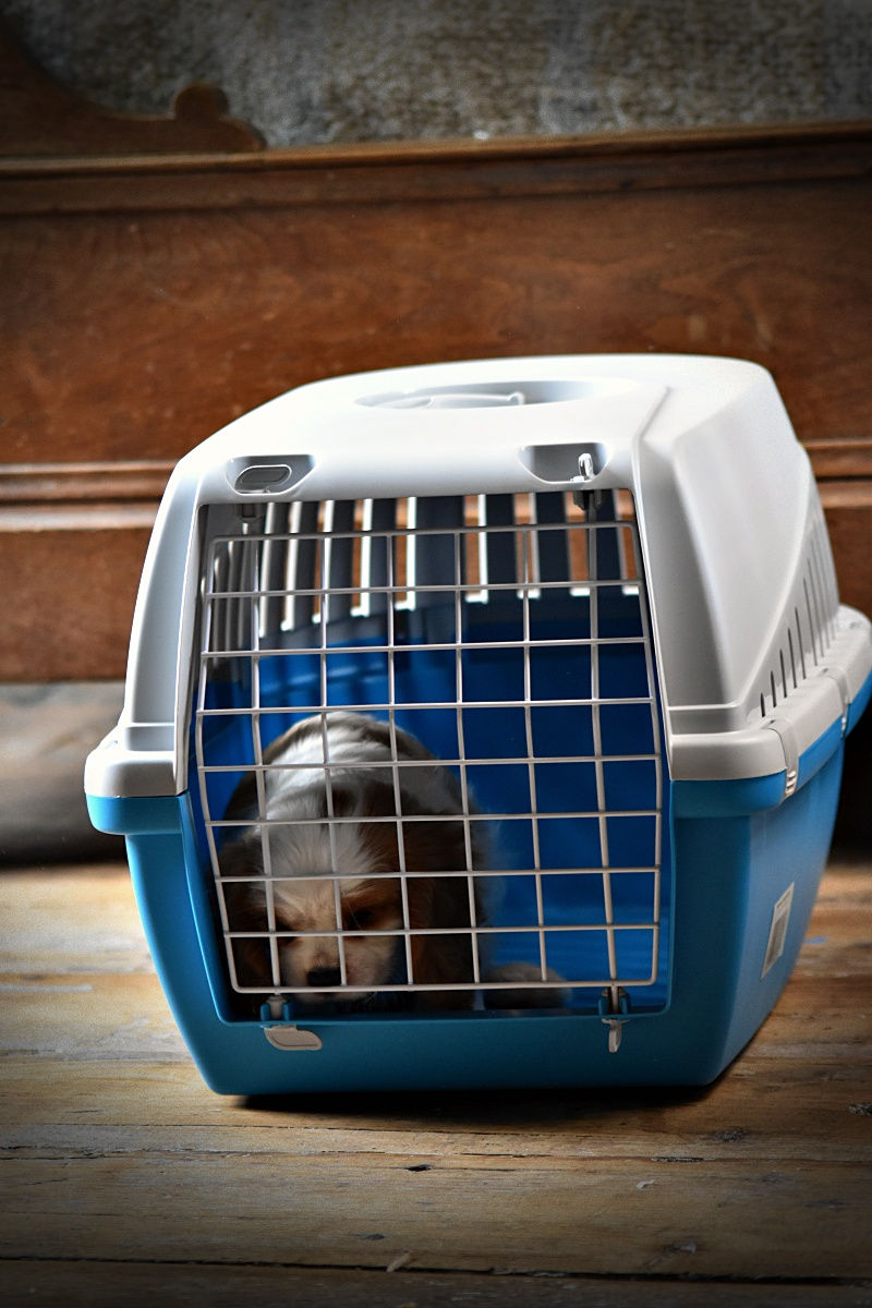 Miniature : Caisse transport pour chiot , 2 tailles et 2 prix