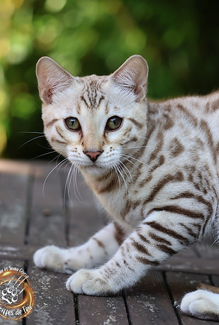 Elevage des Griffes de Feu , chats Bengal et chatons Bengal disponibles toute l'année depuis plus de 20 ans , expérience et s