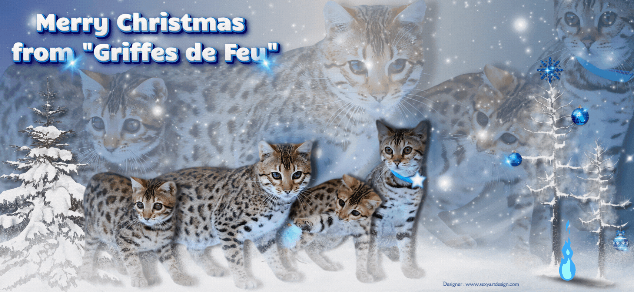 France , Creuse , création de cartes de voeux pour les professionnels des animaux ( à partir des photos de vos animaux ) . Cr