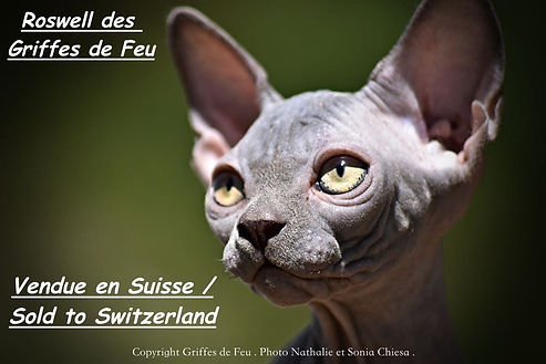 roswell suisse.jpeg