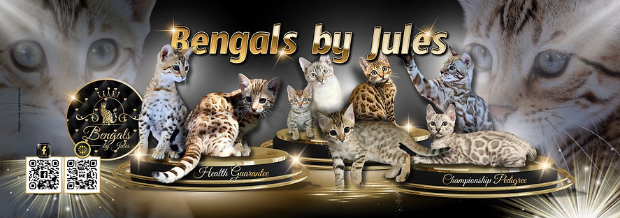 DANIELLE EXPO BENGAL.jpeg