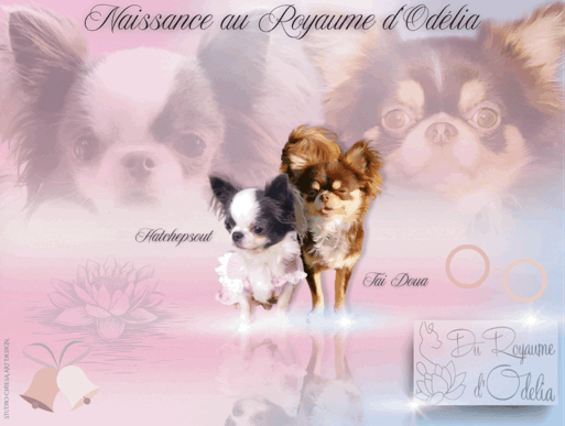Création d'annonces de mariages/saillies/naissance pour les éleveurs . Creating announcements of mariages/matings/births fo b