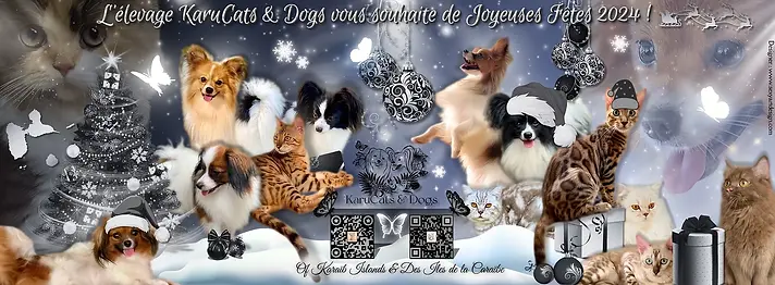 France , Creuse , création de cartes de voeux pour les professionnels des animaux ( à partir des photos de vos animaux ) . Cr